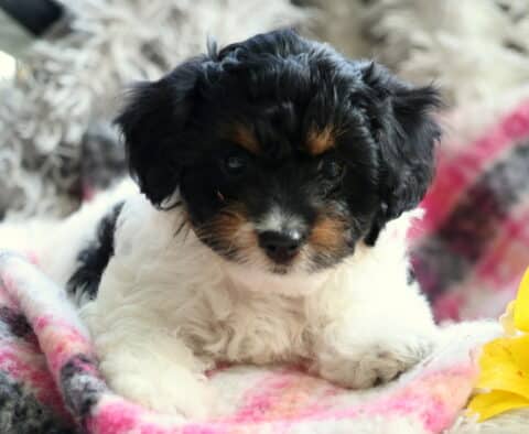 Coco Cavapoo2