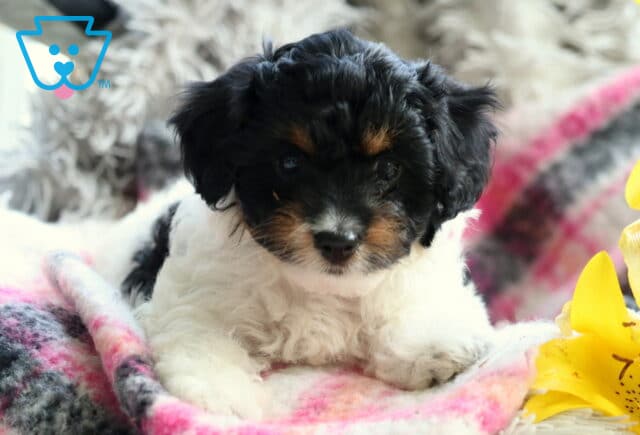 Curly tricolor Cavapoo puppy lying on a soft pink and gray plaid blanket, with a black coat, tan eyebrows, and white chest, next to bright yellow lilies and a fluffy gray background. image