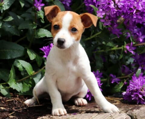 Coco Jack Russell