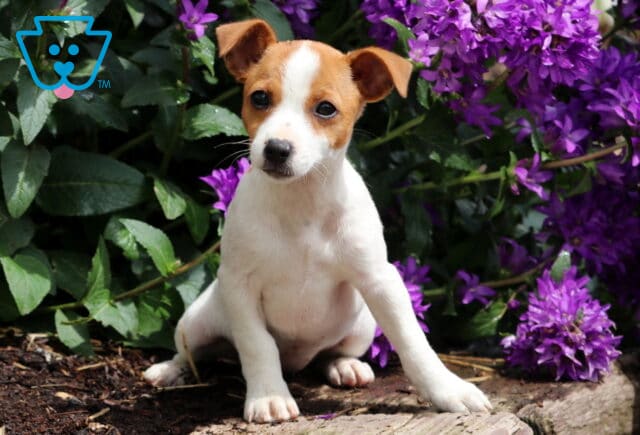 Alert Jack Russell puppy with a white coat and tan ears sitting upright on a garden border, surrounded by leafy plants and purple blossoms. image