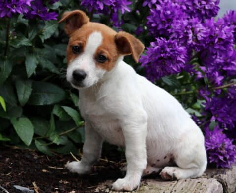Codi Jack Russell