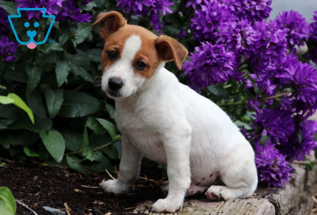 Curious Jack Russell puppy with a white body and reddish-brown face sitting next to a wooden garden edge surrounded by vibrant purple flowers. image