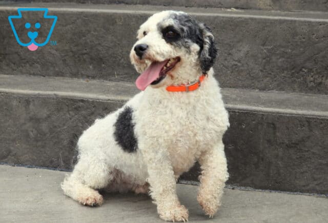 Cody Mini Poodle Mel Blank image