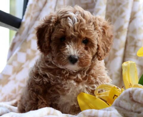 Coffee Cavapoo