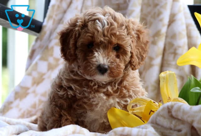 Coffee Cavapoo image