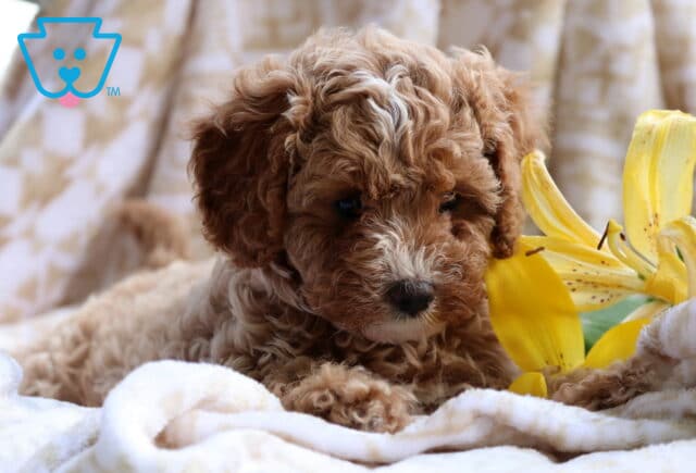Coffee Cavapoo2 image