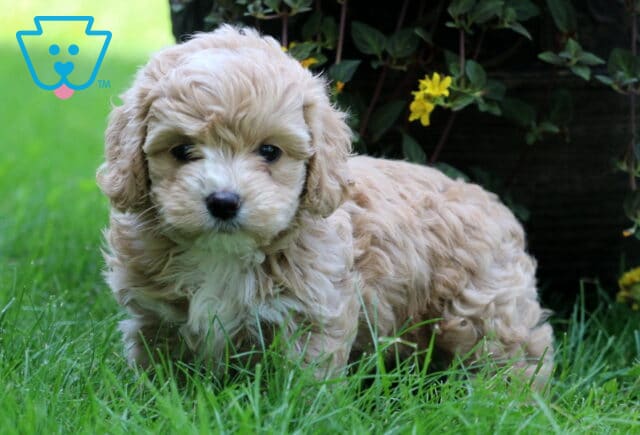 Coffee Cockapoo image