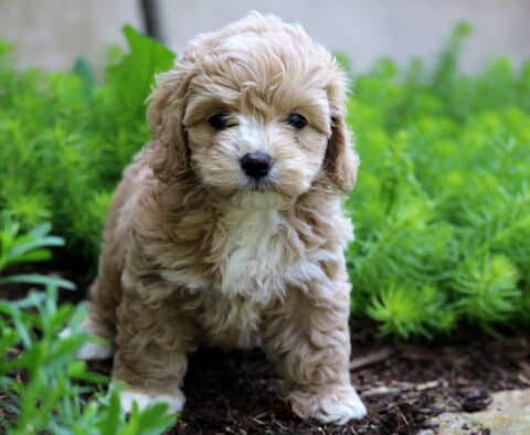 Coffee Cockapoo2