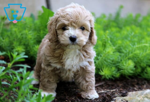 Coffee Cockapoo2 image