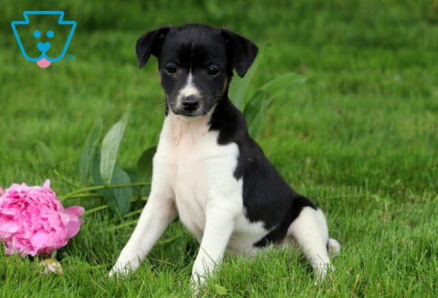 Black and white Foxy Russell puppy sitting in green grass beside a pink flower, looking directly at the camera with alert ears and a curious expression. image