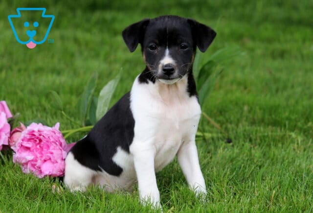 Adorable Foxy Russell puppy with black and white markings sitting in a green grassy yard next to two pink peonies, gazing sweetly at the camera. image