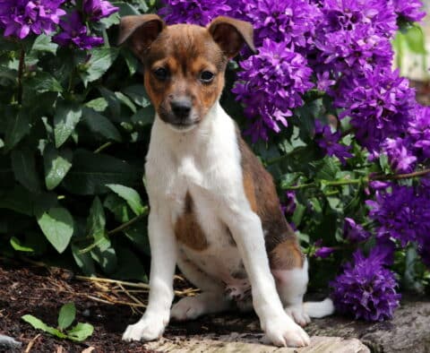 Comet Jack Russell2
