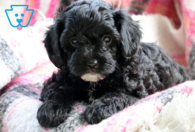 Curly black Cavapoo puppy with a small white patch on its chin lying on a cozy pink, white, and gray plaid blanket, gazing softly at the camera with sweet dark eyes. image