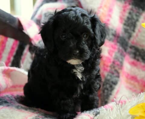 Cookie Cavapoo2