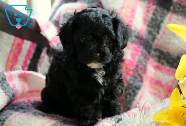 Black Cavapoo puppy with a curly coat and small white markings on its chin and chest sitting on a vibrant pink, gray, and white plaid blanket, next to a large yellow lily. image