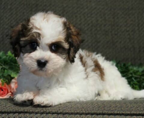 Cookie Havanese