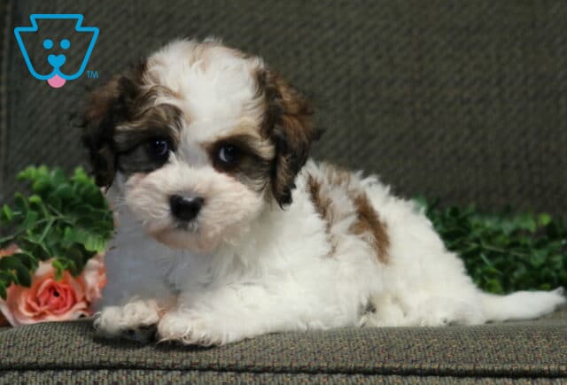 Cookie Havanese image