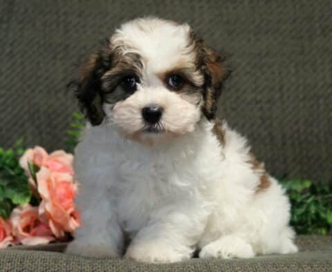 Fluffy Havanese puppy with a white coat and brown-and-black markings sitting attentively on a green cushion, framed by lush greenery and soft peach roses in the background.