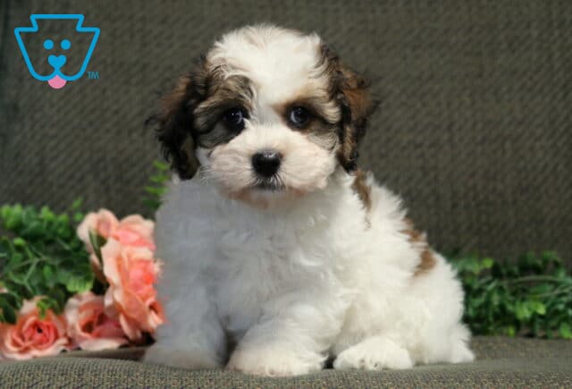Cookie Havanese2 image