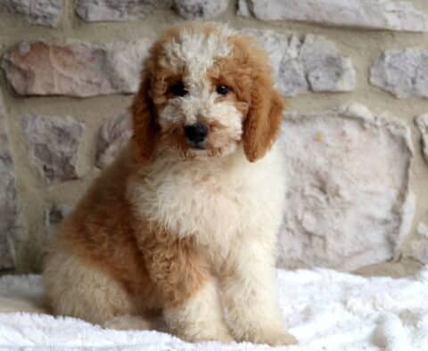 Cooper Mini Bernedoodle