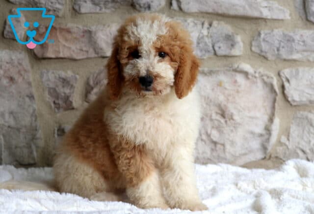 Cooper Mini Bernedoodle image