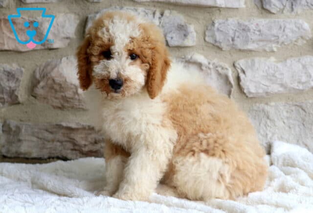 Cooper Mini Bernedoodle2 image