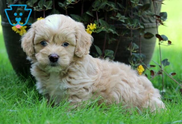 Cotton Cockapoo image
