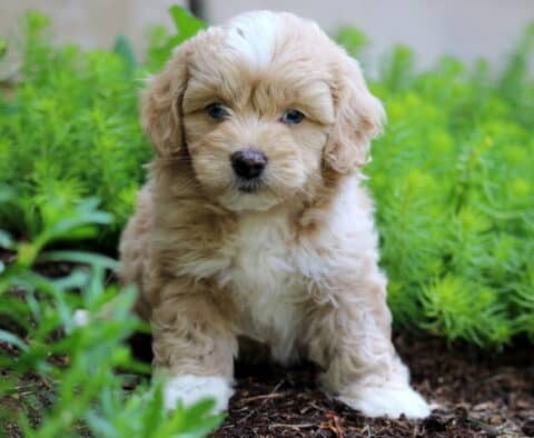 Cotton Cockapoo2