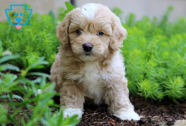 Cotton Cockapoo2 image