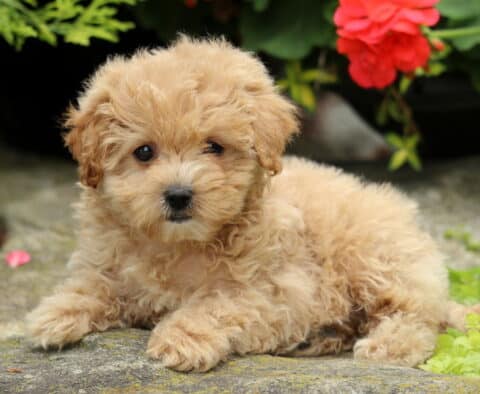 Cupcake Maltipoo