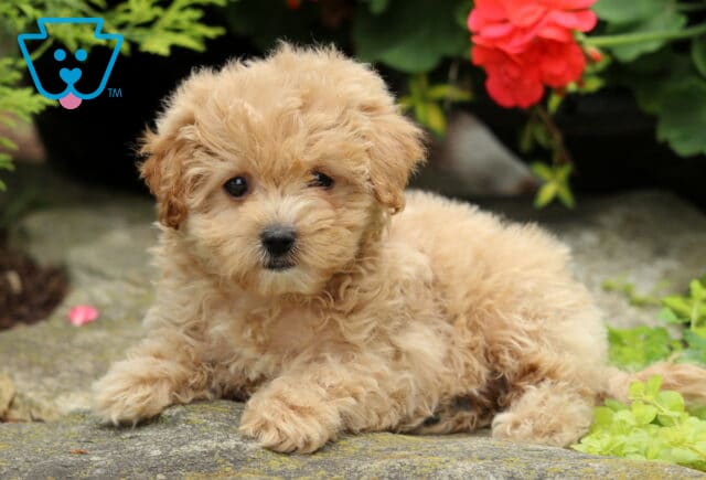 Fluffy tan Maltipoo puppy laying on a stone surface, looking sweetly at the camera with soft red flowers and greenery in the background. image