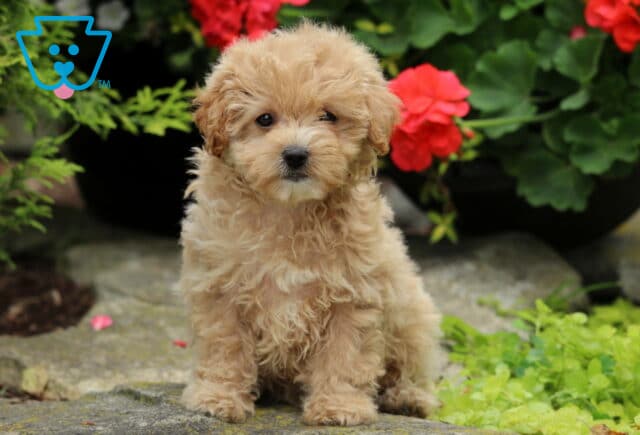 Adorable tan Maltipoo puppy sitting on a stone path, framed by lush greenery and bright red flowers in the background. image