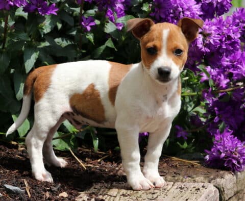 Curt Jack Russell2