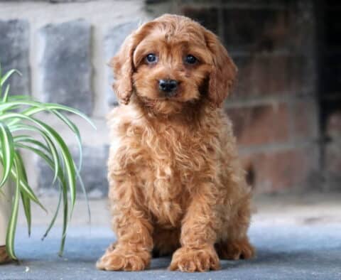 Cynthia Cavapoo