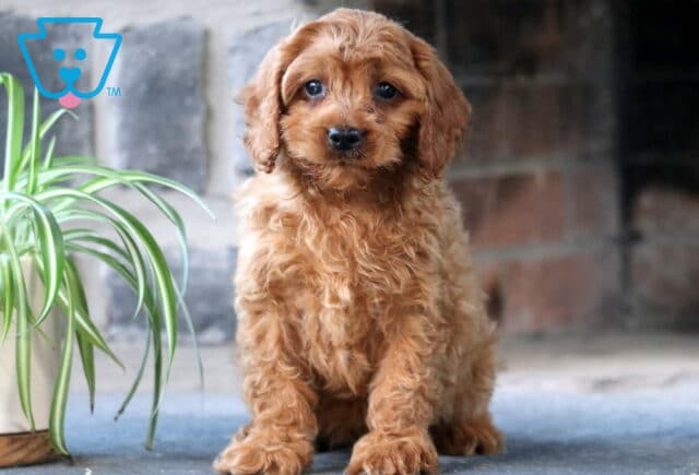 Cynthia Cavapoo image