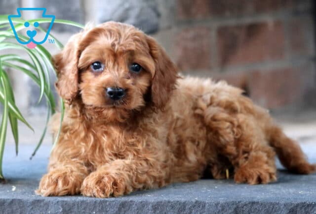 Cynthia Cavapoo2 image