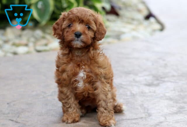 Daisy Cavapoo image