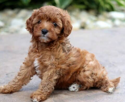 Daisy Cavapoo3