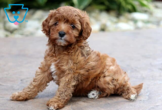 Daisy Cavapoo3 image