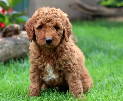 Daisy Mini Goldendoodle