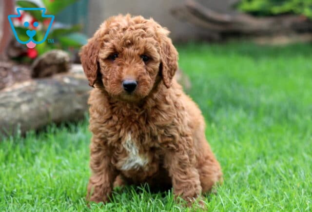 Daisy Mini Goldendoodle image