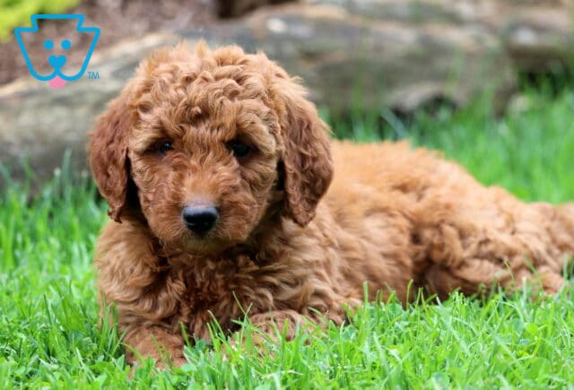 Daisy Mini Goldendoodle2 image