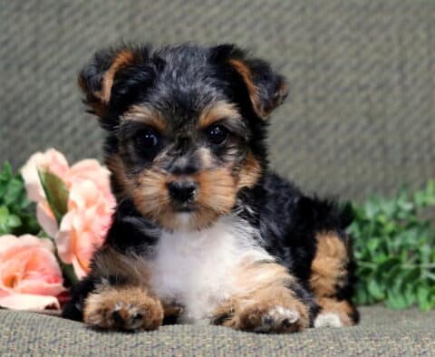 Dalilah Yorkie