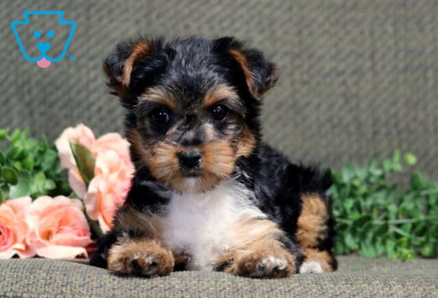 Dalilah Yorkie image