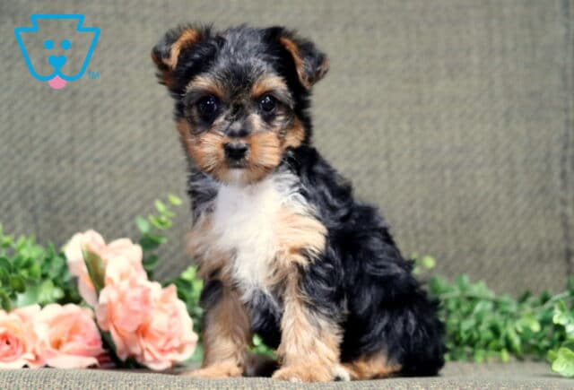 Dalilah Yorkie2 image