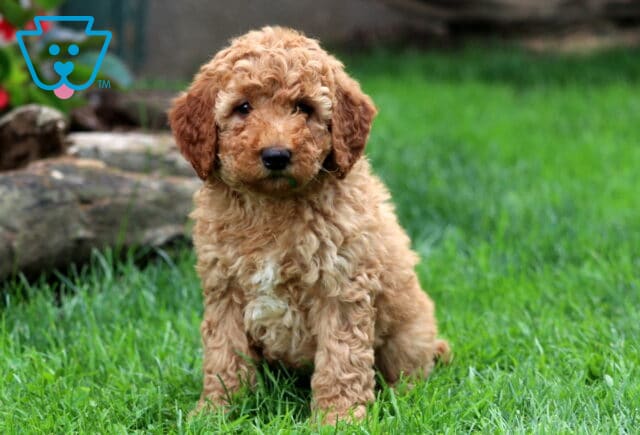 Dandy Mini Goldendoodle image