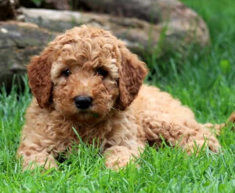 Dandy Mini Goldendoodle2