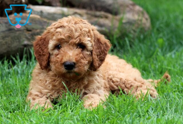 Dandy Mini Goldendoodle2 image
