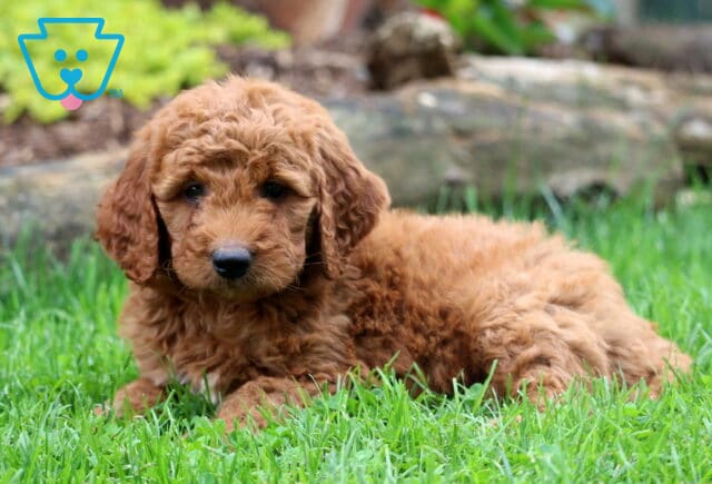 Danny Mini Goldendoodle image