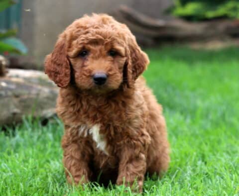 Danny Mini Goldendoodle2